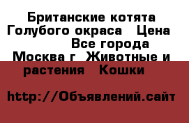 Британские котята Голубого окраса › Цена ­ 8 000 - Все города, Москва г. Животные и растения » Кошки   
